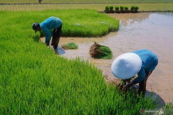 INDEF: Pemerintah perlu bibit unggul  agar hasilkan 85 juta ton padi