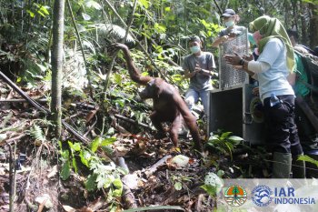 Lima orangutan dilepasliarkan ke kawasan taman nasional Kalbar
