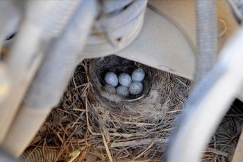 Truk berhenti dioperasikan karena ada burung bersarang di mesinnya