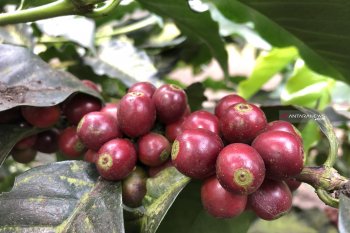 Kementan sertifikasi petani organik