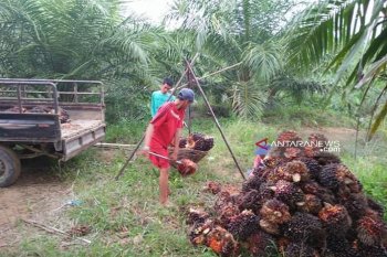 Harga sawit di Kabupaten Mukomuko naik lagi