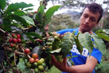 Cari alternatif di tengah krisis, petani kopi dunia akan  bertemu di Brazil