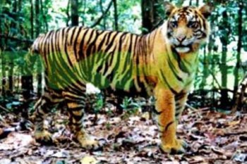 Keberadaan Harimau Sumatera di Taman Nasional Way Kambas disurvei lagi