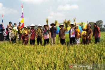 Realisasi produksi padi di Kulon Progo mencapai 75.964 ton