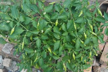 Harga  cabai di Mesuji  melambung
