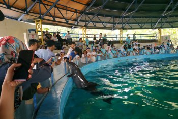 Ancol menggelar program kemah edukasi di bawah laut