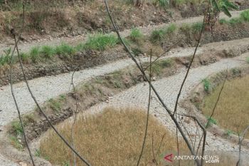 Pemkab: sawah kekeringan di lahan tidak beririgasi