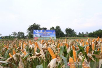 Balitbangtan:  Fosfat alam tingkatkan produktivitas jagung