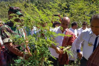 Pemerintah bentuk empat BUMDes penyangga produksi kelor di Malaka