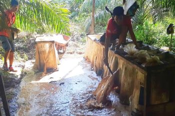 Pabrik miras di tengah kebun sawit ini beromset ratusan juta
