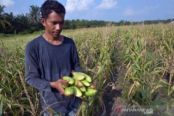Petani waspadai hama ulat grayak pada jagung