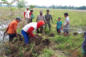 Babinsa Musirawas berantas hama tikus  persawahan