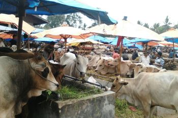 Separuh hewan kurban Agam didatangkan dari luar Sumatera Barat