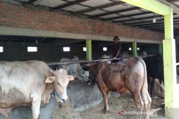 Stok hewan kurban di Kulon Progo 32.970 ekor