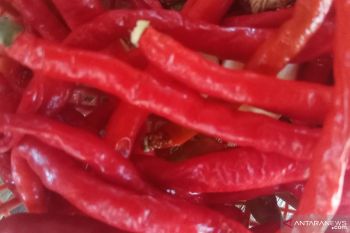 Harga  cabai di Mesuji  capai Rp100.000/kg