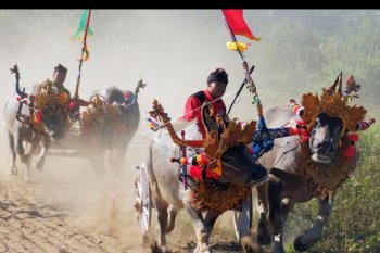 Tradisi mekepung di Jembrana