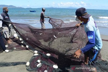 Musim ikan teri