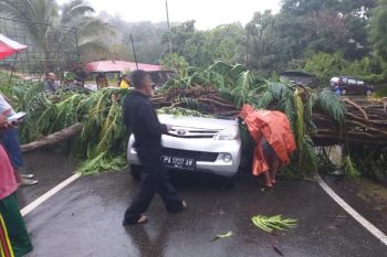 Angin kencang disertai hujan sebabkan pohon tumbang di Jayapura
