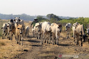 Target populasi sapi nasional