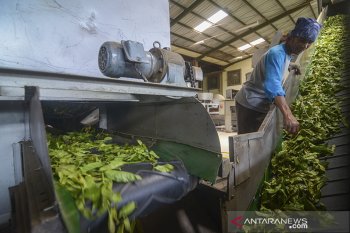 Target produksi teh