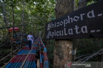 Wisata mangrove kelompok tani hutan