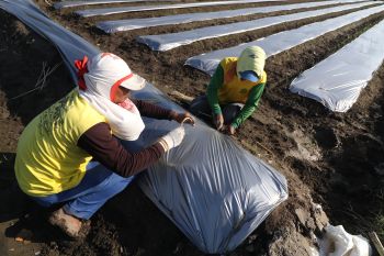 Penggunaan plastik mulsa