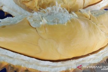 Awas, ada Festival Durian Bumi Khatulistiwa