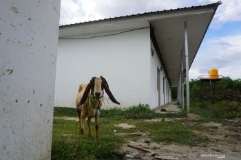 Ribuan huntara di Palu, Sigi dan Donggala masih kosong