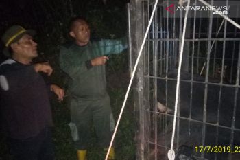 Beruang madu yang terjerat di kebun warga Talamau Pasaman Barat dievakuasi