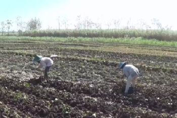 Petani Magetan beralih tanam palawija saat kemarau