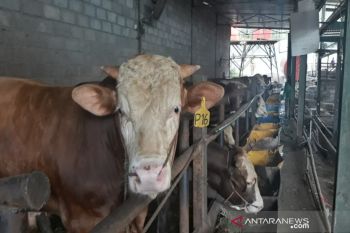 Jelang Idul Adha,Pemkab Pekalongan intensifkan pemeriksaan kesehatan hewan ternak