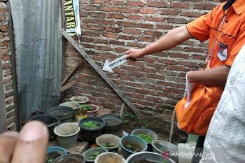 Polisi ringkus dua orang karena miliki 35 pot ganja