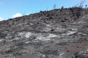 Masyarakat padamkan kobaran api di Gunung Botak Raja Ampat