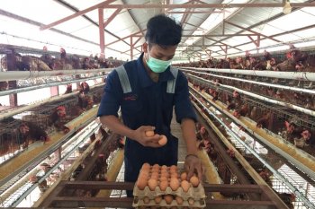 Menjamin konsumsi telur aman hingga ke meja makan, begini caranya