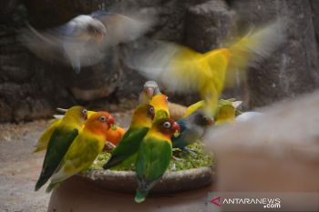 Ternak burung lovebird di Jombang