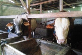 Pemesanan sapi kurban di Lampung Timur masih sepi