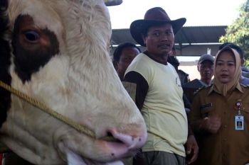 Purbalingga dorong pengembangan potensi peternakan