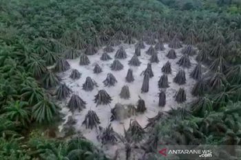 Semburan lumpur dari pengeboran ilegal di Kaliberau-Musi Banyuasin berhasil ditutup