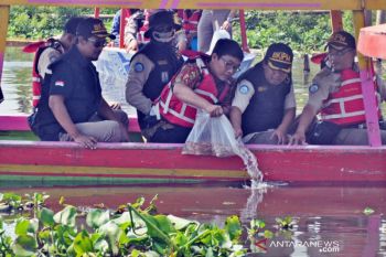 BKIPM Semarang tebar 50.000 benih ikan di Rawa Pening