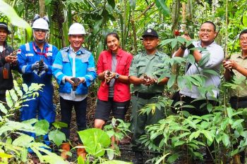 13 anak maleo hasil tangkaran PT.DSLNG dilepas ke habitatnya