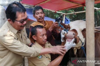 Dinas Ketahanan Pangan Kota Tangerang tingkatkan pengawasan hewan kurban