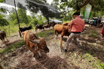 Pedagang hewan kurban mulai marak jelang Idul Adha