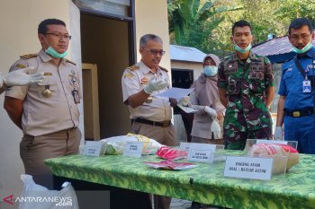 Karantina Pertanian Mataram memusnahkan bibit kubis berbahaya Amerika