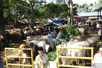 Harga sapi kurban di Tanah Datar merangkak naik  jelang Idul Adha