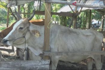 Pemkab prediksi 5.828 hewan kurban dipotong saat Idul Adha di Agam