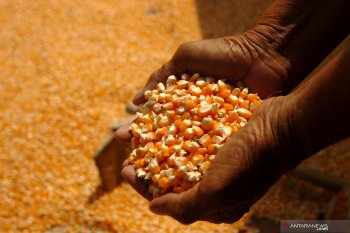 Gorontalo ekspor 12.000 ton jagung ke Filipina