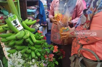 Pisang roti seberat 50 kilogram asal Solok Selatan dipamerkan di Padang
