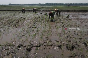 Alokasi Pupuk Urea Lampung Timur Tahun 2019 40 ribu ton