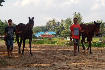 Mengintip rahasia perawatan kuda pacu Payakumbuh