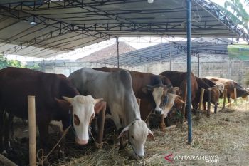 Sentra produksi sapi OKU Timur miliki stok 14.000 ekor